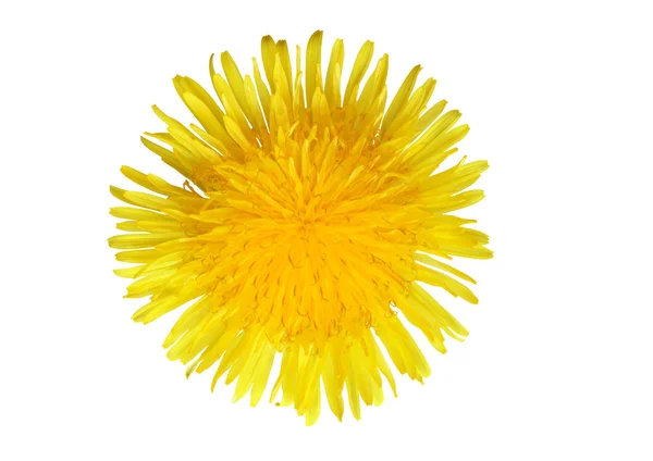 Tarassaco giallo — Foto Stock
