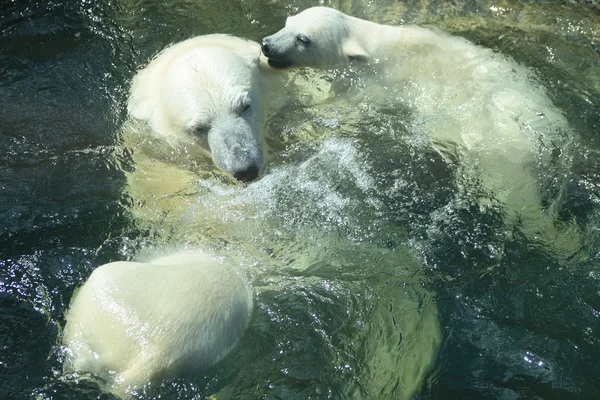 Niedźwiedzie polarne w kąpieliskach — Zdjęcie stockowe