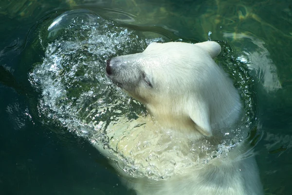 Junge Eisbärin schwimmt — Stockfoto