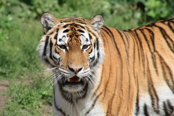 Tigre — Foto de Stock