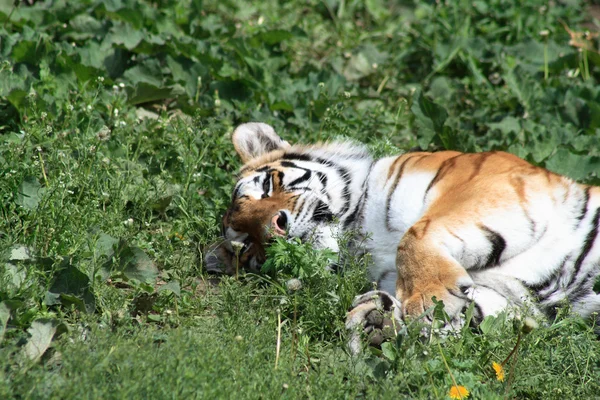 Тигр на траве — стоковое фото