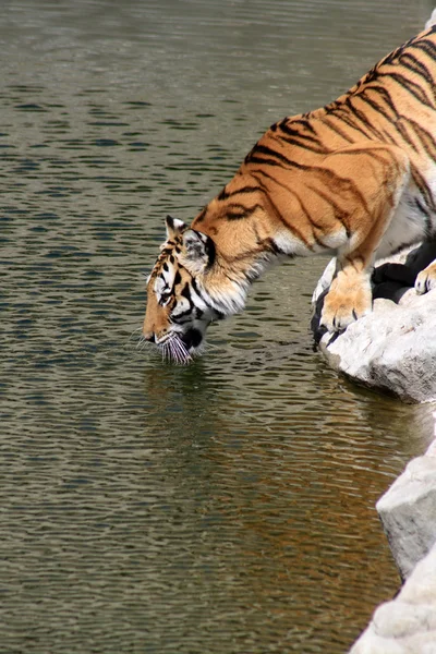Тигр на берегу реки — стоковое фото
