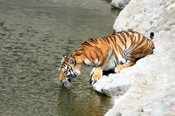 在河岸上的老虎 — 图库照片