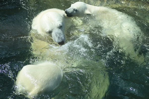 Polar Bears Bathing Stock Image
