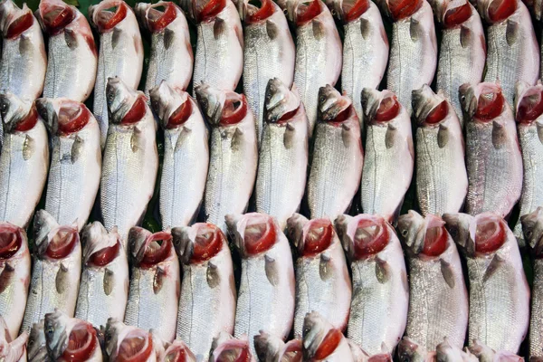 Fondo de pescado crudo —  Fotos de Stock