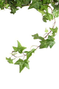 Green Ivy clipart