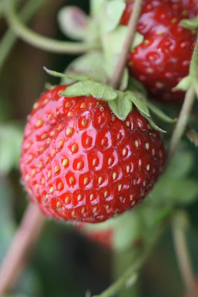Strawberry Growth — Stock Photo, Image