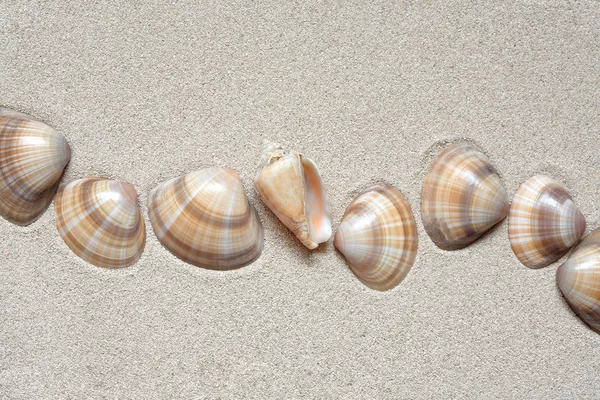 Muscheln auf Sand — Stockfoto