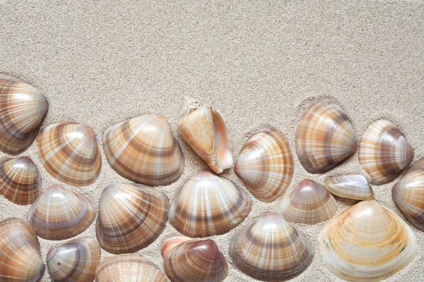 Conchas na areia — Fotografia de Stock
