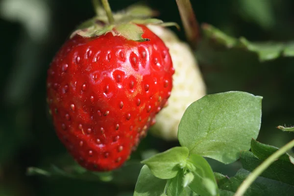Croissance des fraises — Photo
