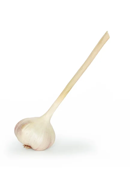 A Head Of Garlic — Stock Photo, Image