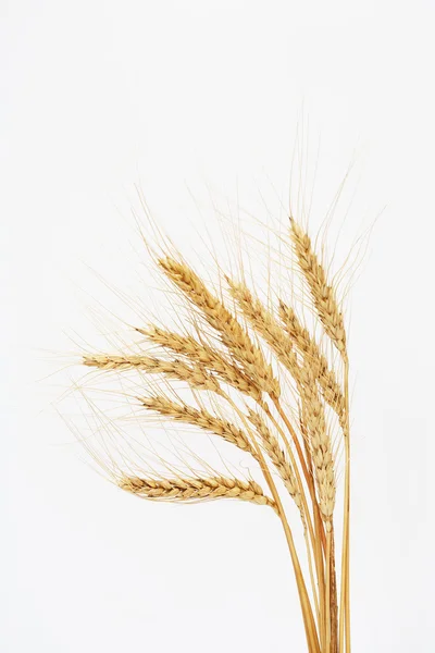Wheat On White — Stock Photo, Image