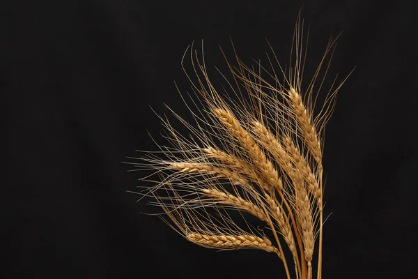 Wheat On Dark — Stock Photo, Image