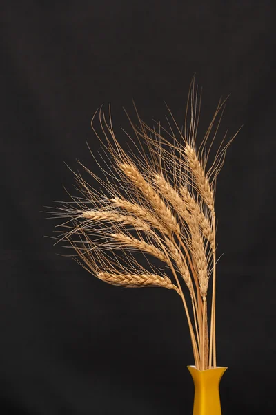 小麦的黑暗 — 图库照片
