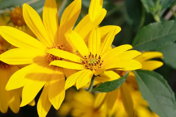 Flores amarelas — Fotografia de Stock