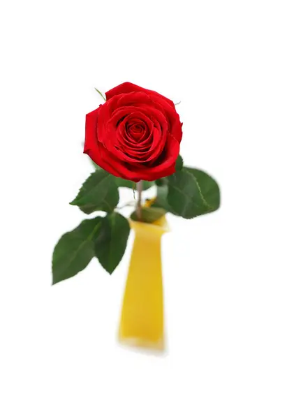 Rosa roja en jarrón amarillo —  Fotos de Stock