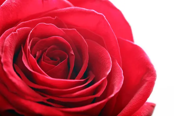 Червоні троянди крупним планом — стокове фото