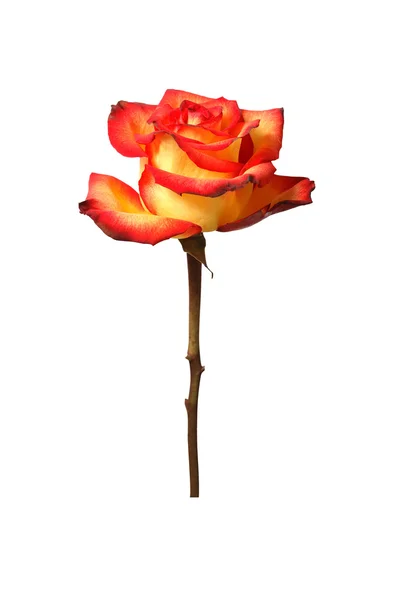 Ετερόκλητη τριαντάφυλλο — Φωτογραφία Αρχείου