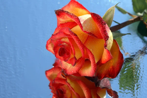 Wet Rose — Stock Photo, Image