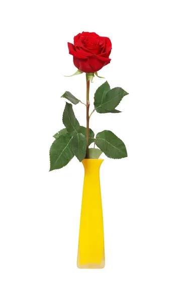 Rózsa vázában — Stock Fotó