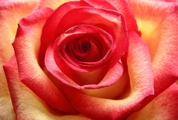 Motley Rose Closeup — Stock Photo, Image