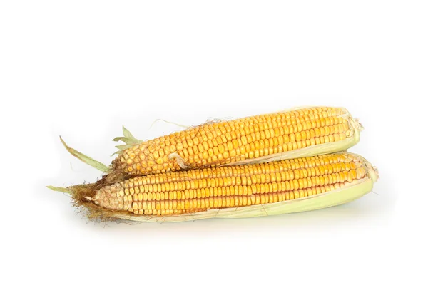 Nezpracovaná kukuřice — Stock fotografie