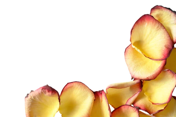 Confine con petali di rosa gialli — Foto Stock