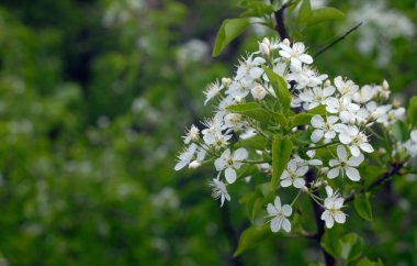 Blossom ağaç