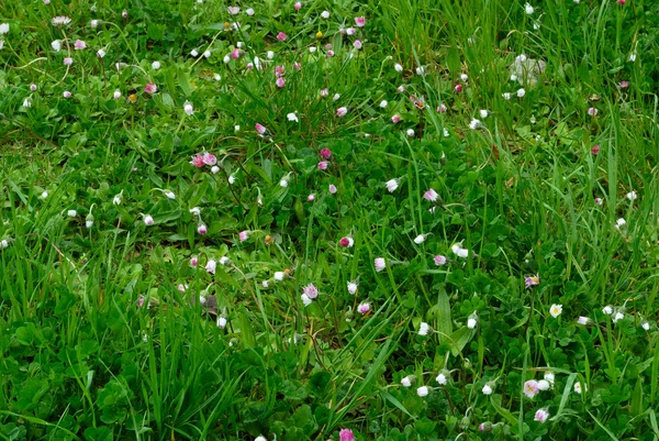 stock image Meadow