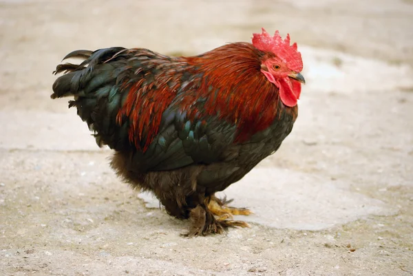 stock image Cock