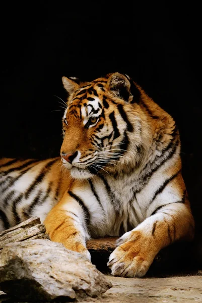 Tigre — Photo