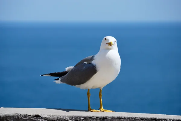 Pájaro — Foto de Stock