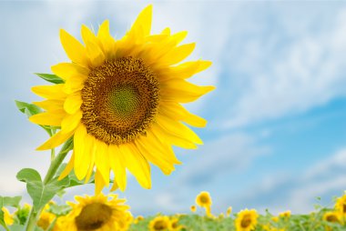 Sunflower clipart