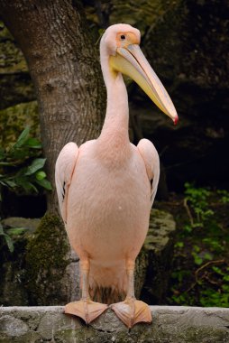 Pelican clipart