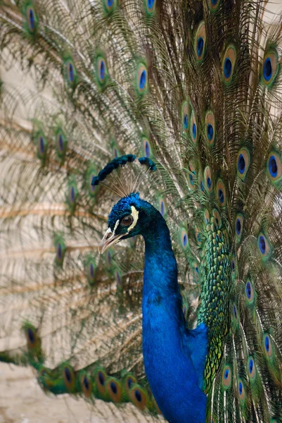 Peacock — Stock Photo, Image