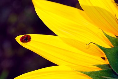 Ayçiçeği üzerinde ladybugs