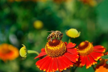 Helenium