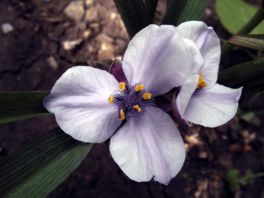 Spiderwort