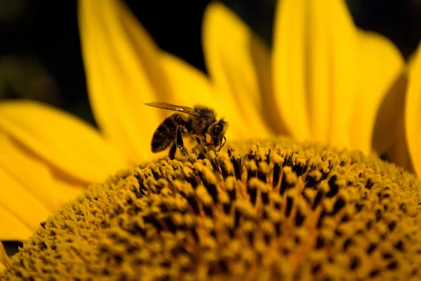 Biene auf Sonnenblume — Stockfoto
