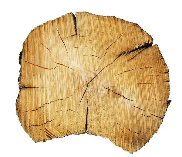 Taglio tronco d'albero — Foto Stock