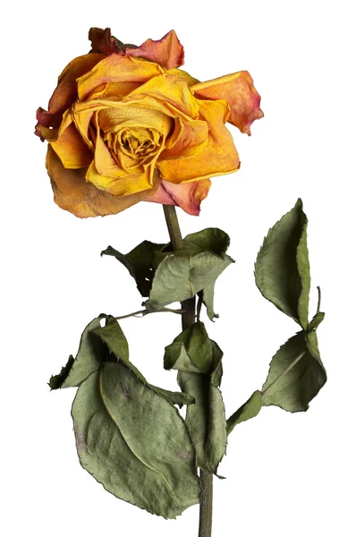 Zvadlá růže — Stock fotografie