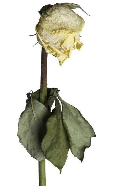Rosa descolorida — Foto de Stock