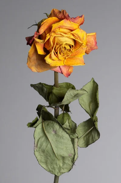 Zvadlá růže — Stock fotografie