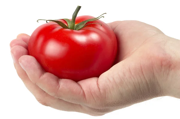 トマトを得た — ストック写真