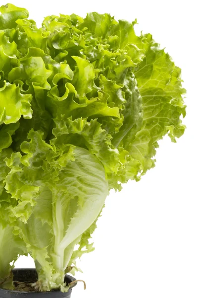 Lettuce bunch — Stock Photo, Image