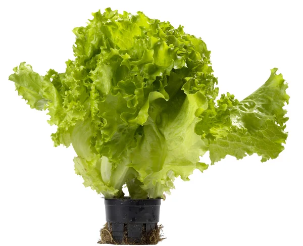 Lettuce bunch — Stock Photo, Image