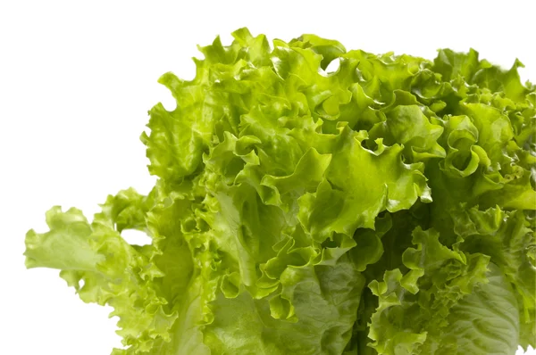 Lettuce bunch background — Stock Photo, Image