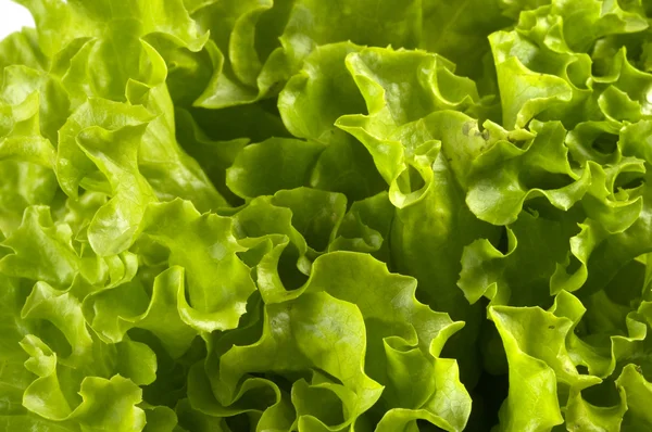 Saláta csomó háttér — Stock Fotó