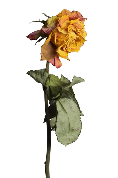 Wyblakłe róża — Zdjęcie stockowe
