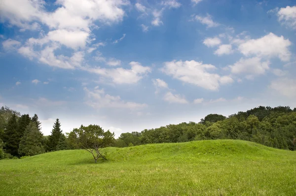 stock image Meadow landscape